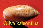 Oliva (Strephona) kaleontina, Duclos 1835